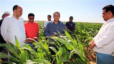 إحالة مخالفات جمعية الأرز للنيابة.. والبرلمان يتحرك لاقتلاع جذور الفساد