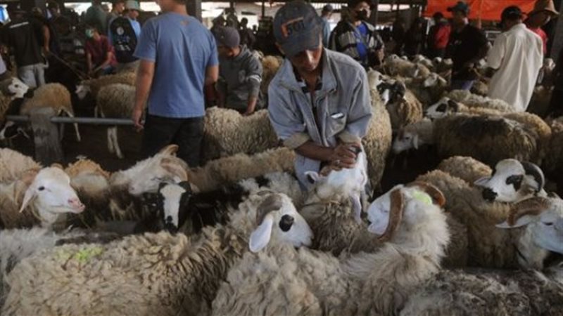 عقوبة الذبح خارج المجازر